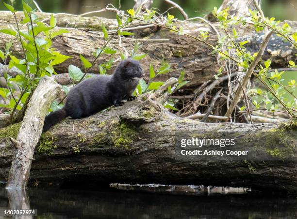 an alien american mink, neovison vison, on the river brathay, ambleside, lake district, uk. - american mink fotografías e imágenes de stock