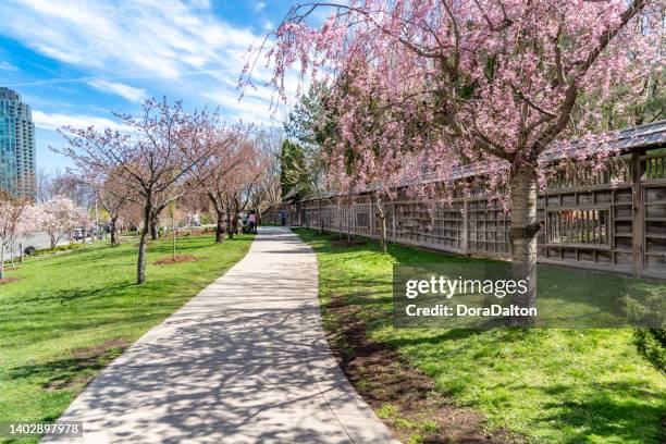 zaun und weg des kariya parks, mississauga, kanada. - japanese cherry blossom wallpaper stock-fotos und bilder