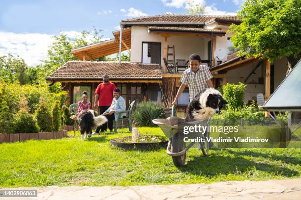 a boy driving his dog in a wheelbarrow. dog is just jumping and running away - jamaicaanse etniciteit stockfoto's en -beelden