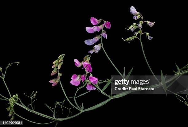 lathyrus latifolius (perennial peavine, perennial pea, broad-leaved everlasting-pea, everlasting pea) - sweet peas stock pictures, royalty-free photos & images