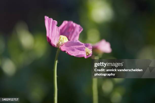 papaver somniferum - oxycodone stock pictures, royalty-free photos & images