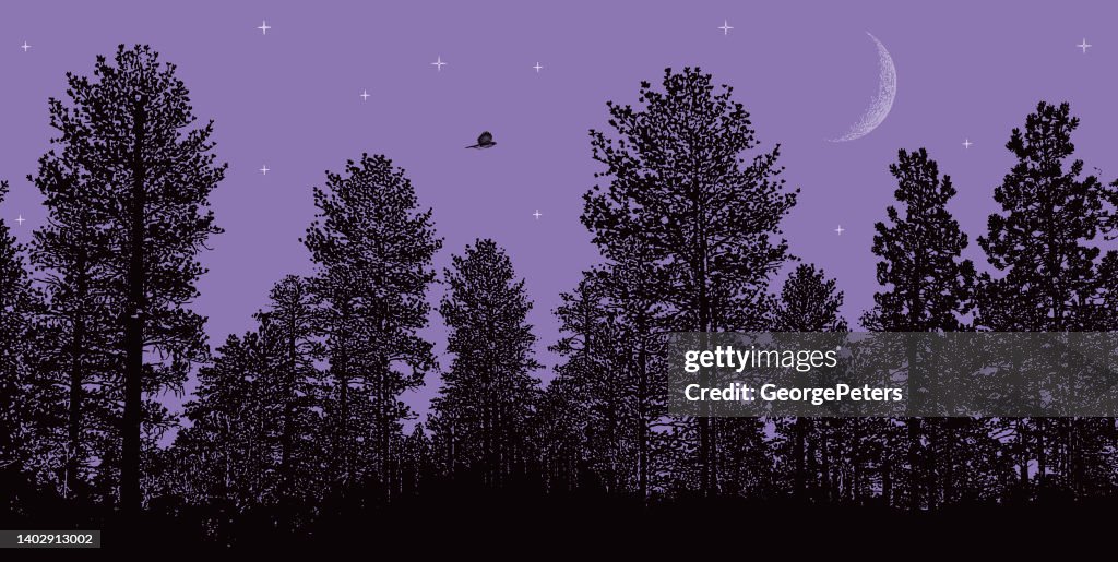 Night sky Pine trees, moon and stars