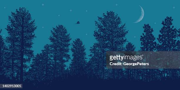 stockillustraties, clipart, cartoons en iconen met night sky pine trees, moon and stars - midnight