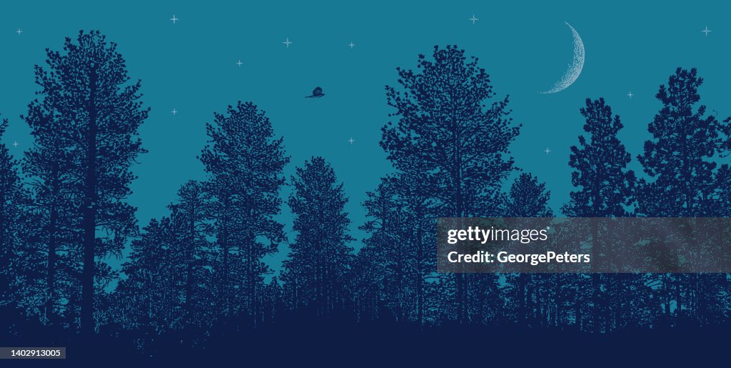 Night sky Pine trees, moon and stars