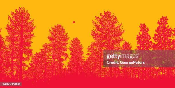 ilustrações, clipart, desenhos animados e ícones de pinheiros ponderosa com falcão de cooper - ponderosa pine tree