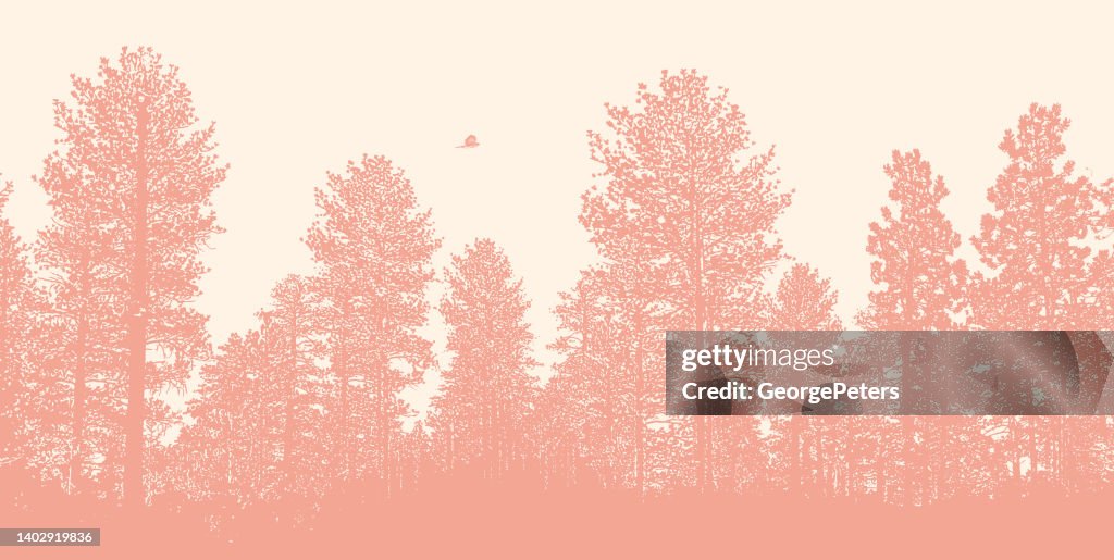 Ponderosa Pine trees with Cooper's Hawk