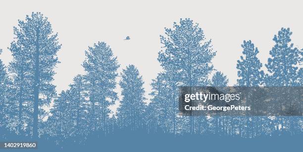 ilustrações, clipart, desenhos animados e ícones de pinheiros ponderosa com falcão de cooper - ponderosa pine tree