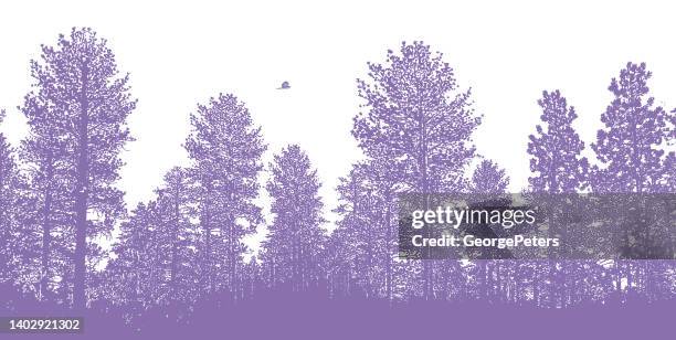 ponderosa pine trees with cooper's hawk - pine woodland stock illustrations