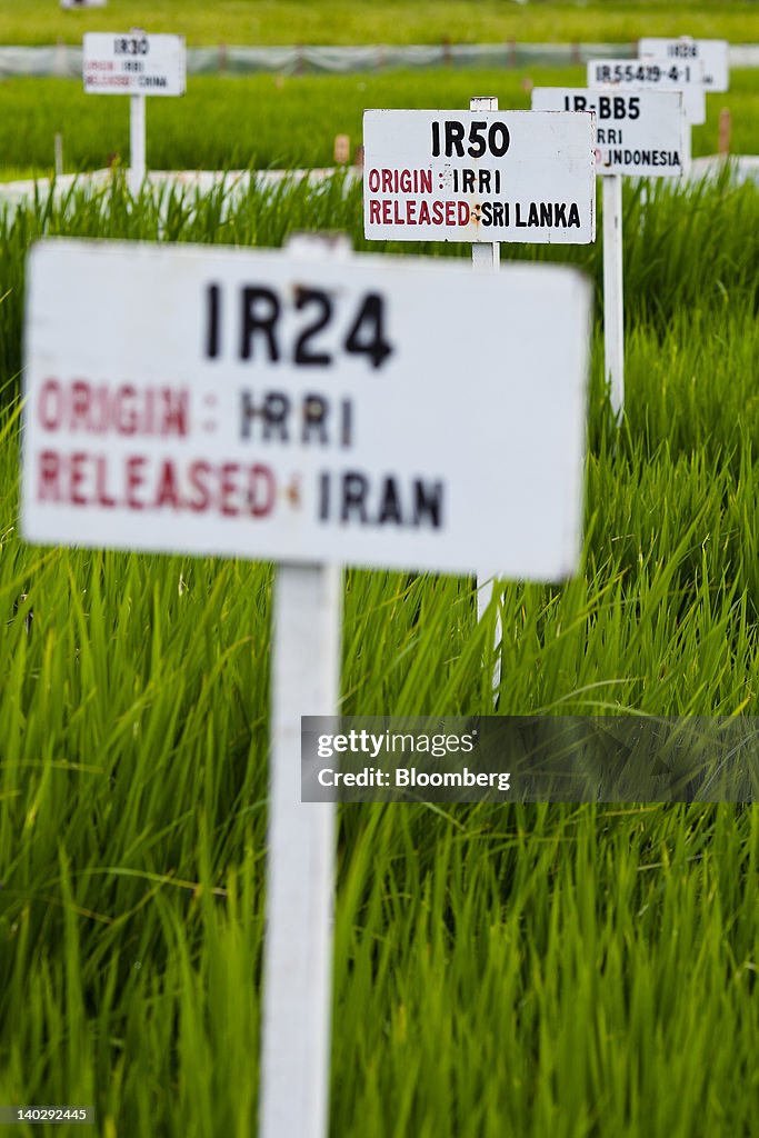Foreign Rice Vs. Local Rice Fields with rice breeds from around the world grow at the... News Photo ...
