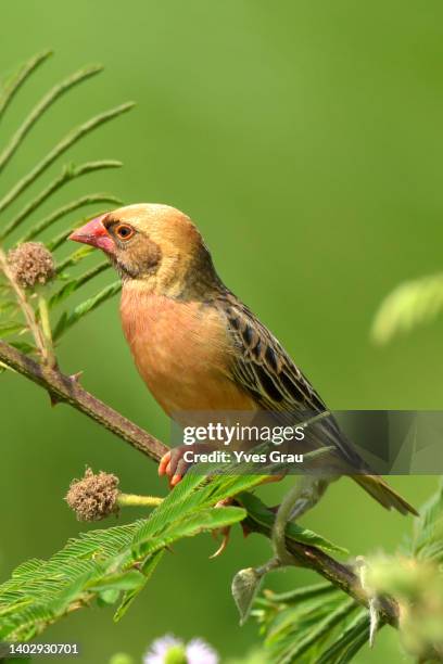 red-billed quelea - red billed quelea (quelea quelea) stock pictures, royalty-free photos & images