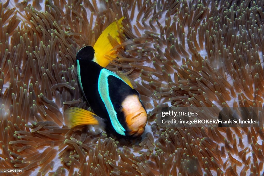 Clark's anemonefish (Amphiprion clarkii) in sea anemone, giant anemone, mertens' carpet sea anemone (Stichodactyla mertensii), Indian Ocean, Andaman Sea, Macleod Island, Myanmar
