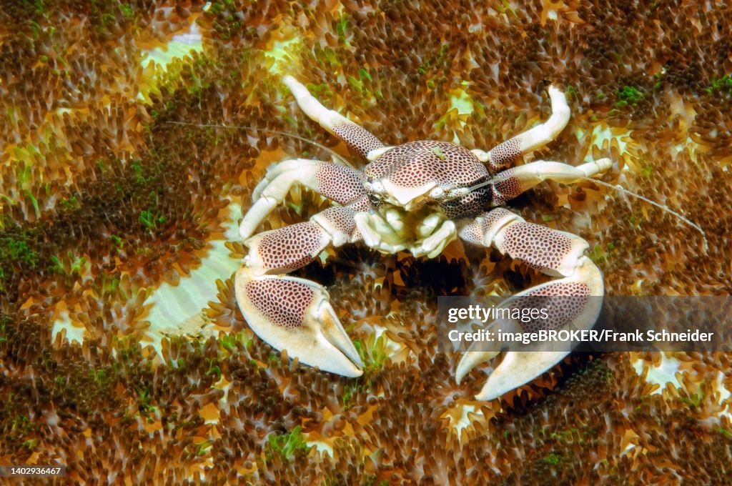 Close-up of spotted porcelain crab (Neopetrolisthes maculatus) in sea anemone mertens' carpet sea anemone (Stichodactyla mertensii), Indian Ocean, Andaman Sea, Macleod Island, Myanmar