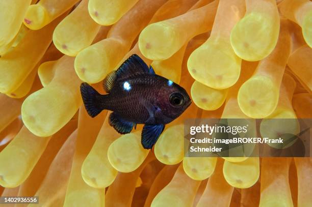 juvenile form of threespot dascyllus (dascyllus trimaculatus) in giant carpet anemone (stichodactyla gigantea), red sea, sudan - dascyllus trimaculatus stock pictures, royalty-free photos & images