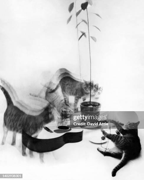 An artistic photo montage of cats and an acoustic guitar, in 1957 in New York City, New York. Created to illustrate the original publication of...