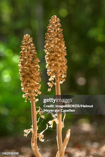 bird's-nest orchid (neottia nidus-avis), bavaria, germany - neottia-nidus-avis foto e immagini stock