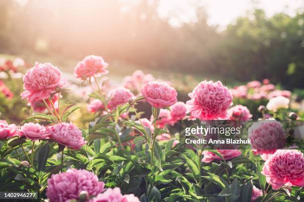 beautiful pink peony flowers in the summer garden in sunny day, floral background - pfingstrose stock-fotos und bilder