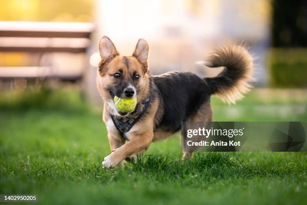 the dog is playing with a ball - german shepherd playing stock pictures, royalty-free photos & images