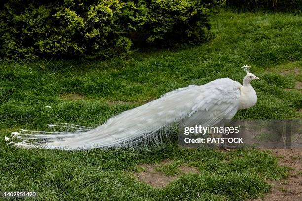 albino peacock. - albino animals ストックフォトと画像