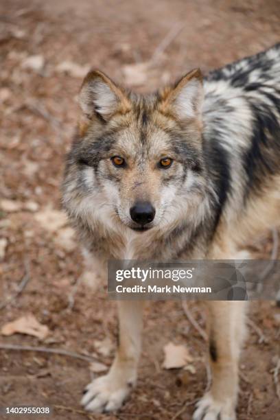 mexican wolf - lobo stock pictures, royalty-free photos & images