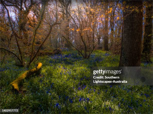 bluebells in the spring-time, near the village of moor crichel, dorset england, uk - bluebell wood bildbanksfoton och bilder