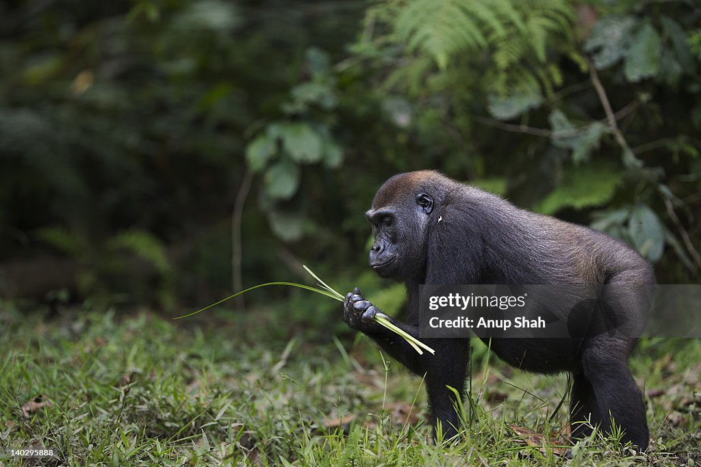 Western lowland gorilla sub-adult female feeding