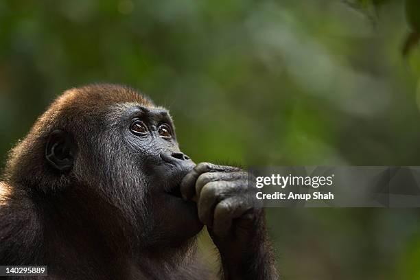 western lowland gorilla juvenile male portrait - primates stockfoto's en -beelden