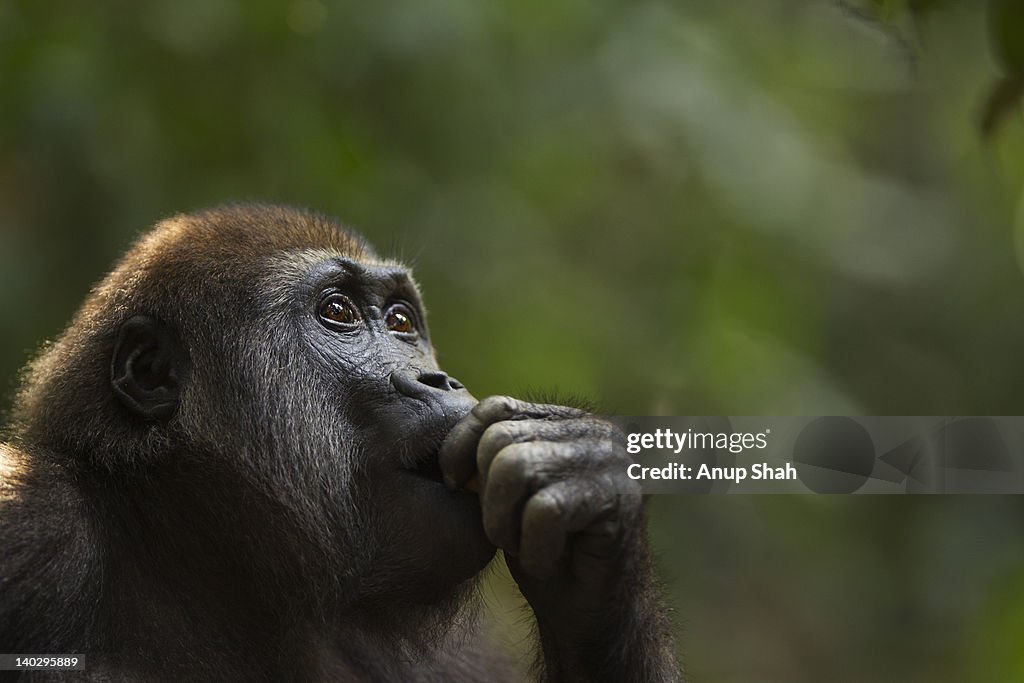 Western lowland gorilla juvenile male portrait