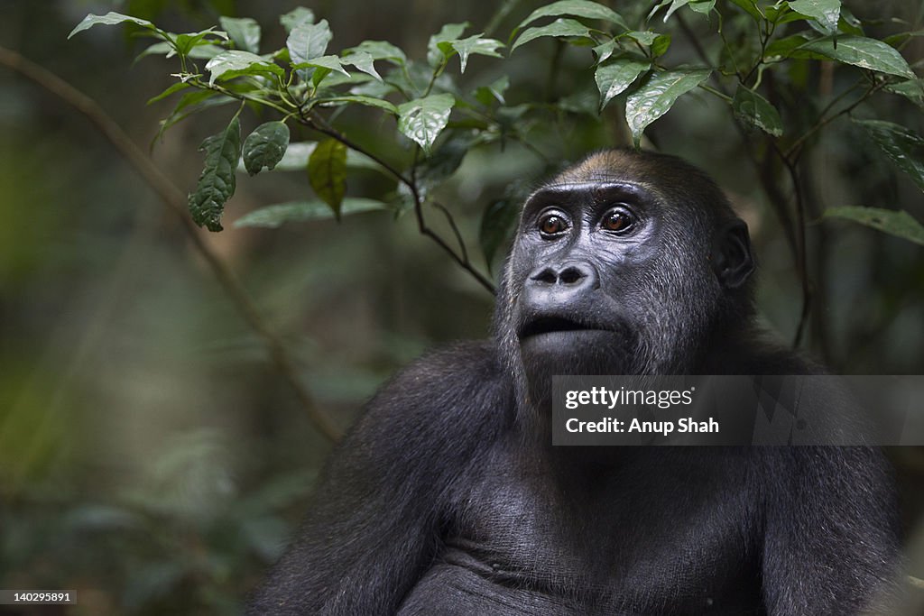 Western lowland gorilla juvenile female portrait