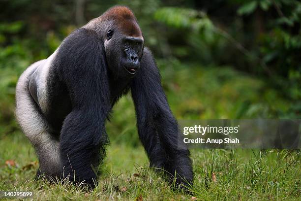 western lowland gorilla male silverback walking - silverback gorilla stock pictures, royalty-free photos & images