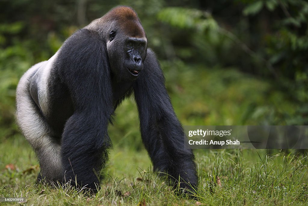 Western lowland gorilla male silverback walking