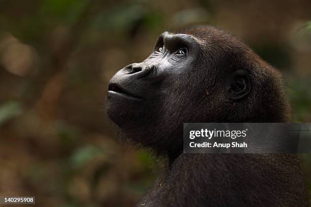 western lowland gorilla sub-adult female portrait - western lowland gorilla stock pictures, royalty-free photos & images