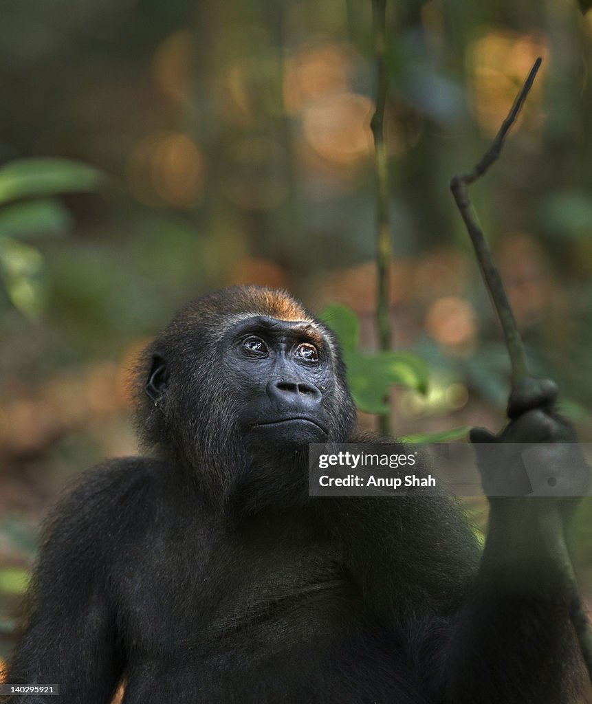 Western lowland gorilla juvenile male portrait