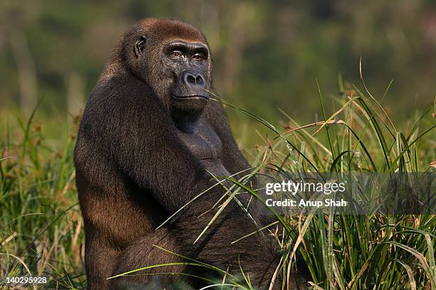 western lowland gorilla sub-adult male portrait - western lowland gorilla stock pictures, royalty-free photos & images