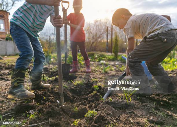 children gardening - garden working stockfoto's en -beelden