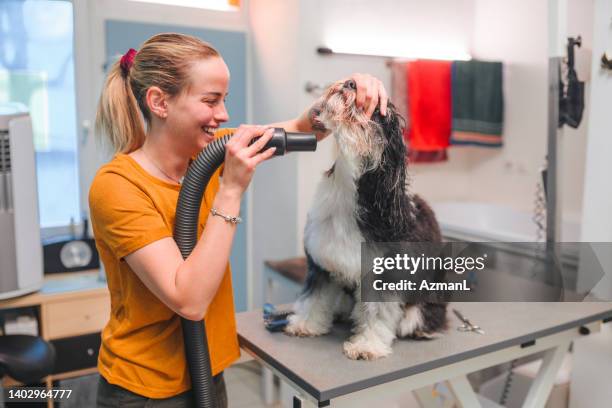 dog being fan dried by a lovely young adult caucasian female - djuraffär bildbanksfoton och bilder