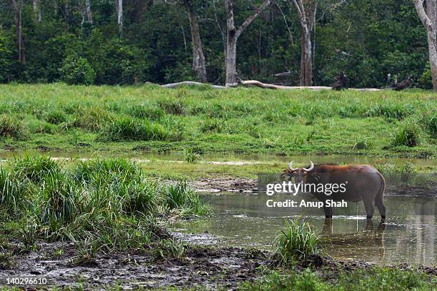 forest buffalo standing in a river - central african republic stock pictures, royalty-free photos & images