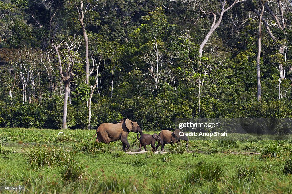 Forest elephant female with two calves walking
