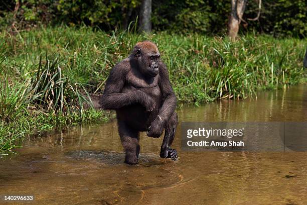 western lowland gorilla juvenile female walking - crossing river stock pictures, royalty-free photos & images
