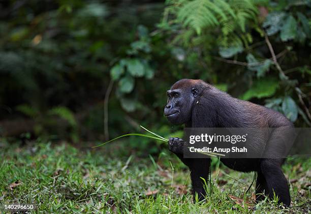 western lowland gorilla sub-adult female feeding - gorilla eating stock pictures, royalty-free photos & images