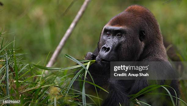 western lowland gorilla male silverback feeding - western lowland gorilla stock pictures, royalty-free photos & images