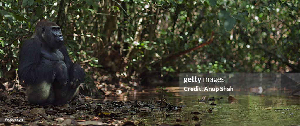 Western lowland gorilla male silverback by a river