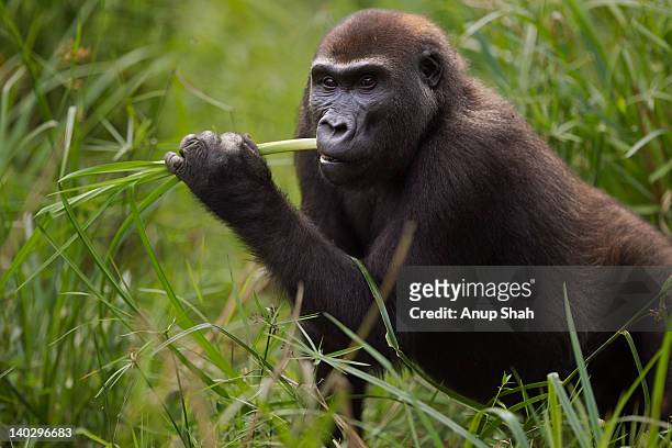 western lowland gorilla sub-adult female feeding - western lowland gorilla bildbanksfoton och bilder
