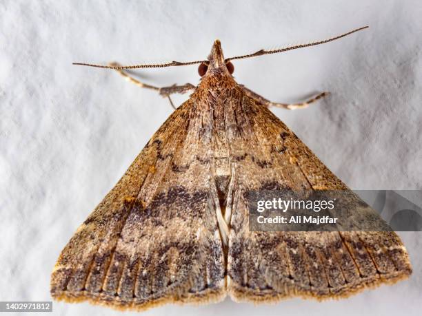 Scrypte Moth Moth Antenna Photos and Premium High Res Pictures - Getty Images