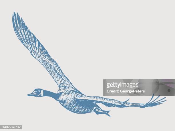 ilustrações de stock, clip art, desenhos animados e ícones de canada goose in flight - pluma de ave