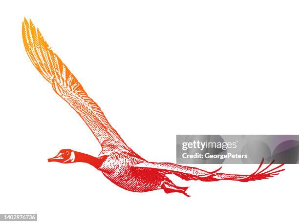 canada goose in flight - red feather texture stock illustrations