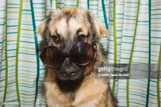 dog wearing sunglasses, silly dog wearing glasses - sunglasses disguise imagens e fotografias de stock