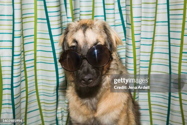 funny dog wearing sunglasses, dog hiding, dog wearing disguise - caught in the act stock pictures, royalty-free photos & images