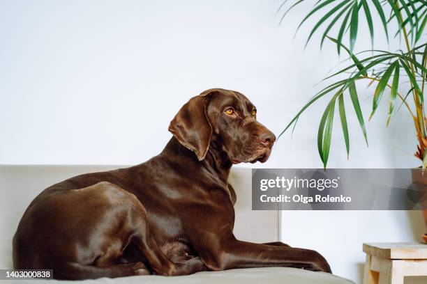 brown german shorthaired pointer dog lying down on gray sofa indoors - german shorthaired pointer fotografías e imágenes de stock