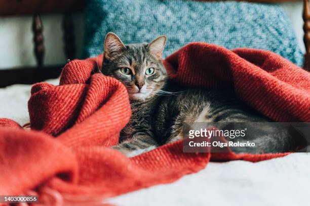 cute domestic tabby cat lying and resting in red blanket on sofa - korthaarkat stockfoto's en -beelden