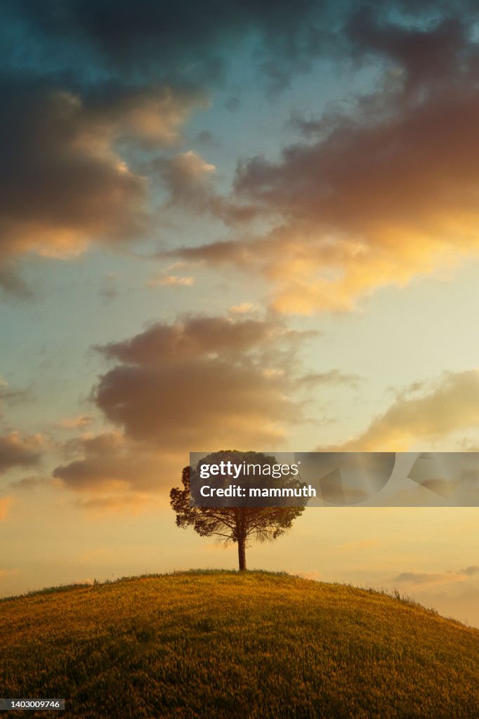 Lonely Tree In Tuscany at sunset